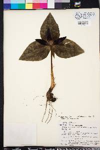 Trillium underwoodii image