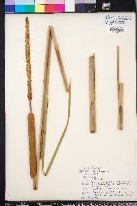 Typha domingensis image