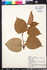 Reynoutria japonica image