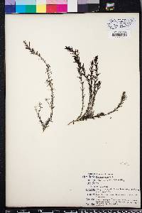 Gratiola subulata image