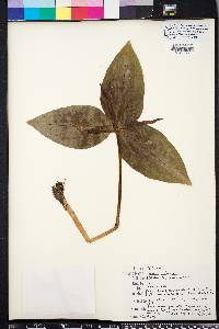 Trillium underwoodii image