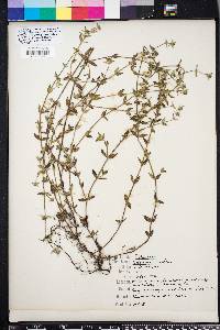 Hedyotis uniflora image