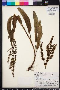 Rumex chrysocarpus image