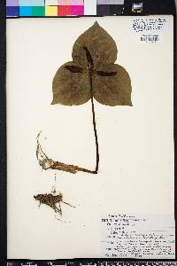 Trillium cuneatum image