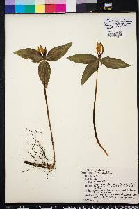 Trillium lancifolium image