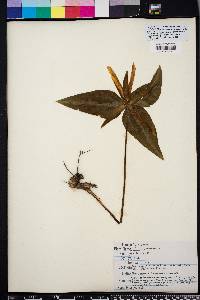 Trillium decipiens image