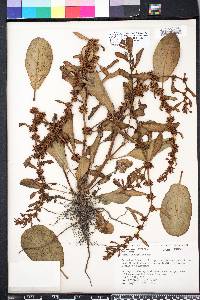 Rumex obovatus image
