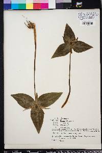 Trillium decipiens image