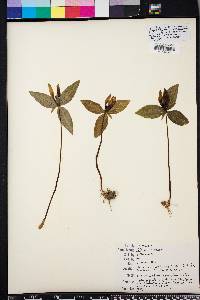 Trillium lancifolium image