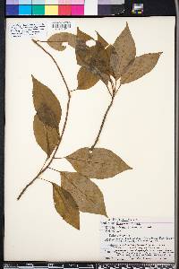 Schisandra glabra image