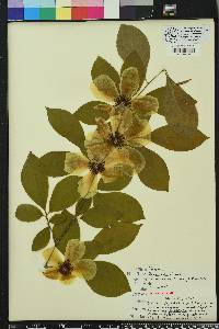 Stewartia malacodendron image