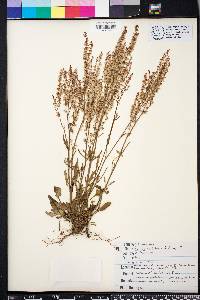 Rumex hastatulus image