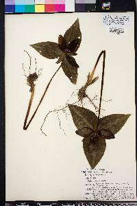 Trillium decipiens image