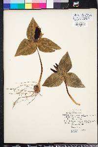 Trillium underwoodii image