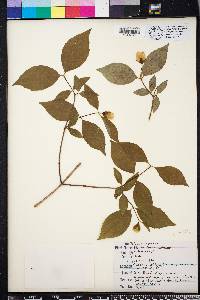 Philadelphus inodorus image