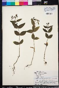 Hedyotis purpurea image