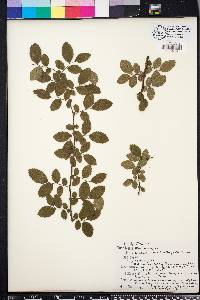 Ulmus crassifolia image