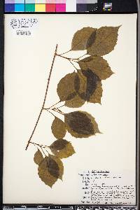 Schisandra glabra image