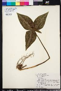 Trillium decipiens image