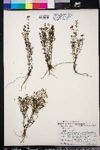 Scoparia montevidensis image