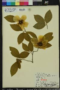 Stewartia malacodendron image