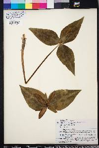 Trillium decipiens image