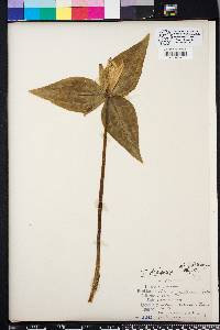 Trillium decipiens image