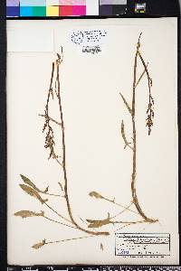 Rumex hastatulus image