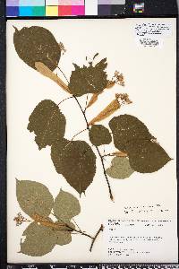 Tilia americana var. caroliniana image