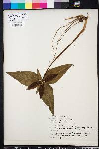 Trillium decipiens image