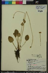 Parnassia grandifolia image