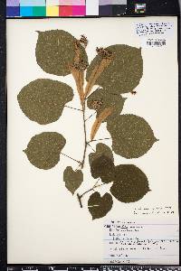 Tilia americana var. caroliniana image