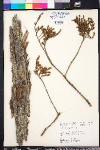 Taxodium ascendens image