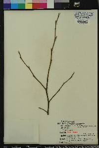 Stewartia malacodendron image