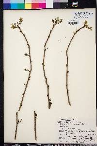 Zanthoxylum americanum image