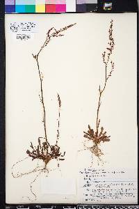 Rumex hastatulus image