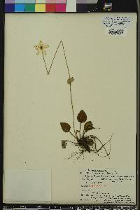 Parnassia grandifolia image