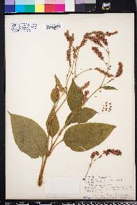 Persicaria orientalis image