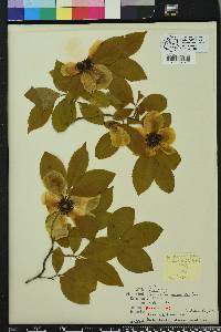 Stewartia malacodendron image