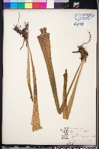 Sarracenia leucophylla image