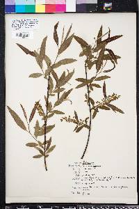 Salix caroliniana image