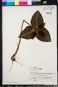 Trillium decipiens image