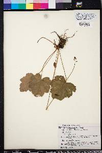 Heuchera americana image