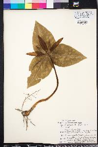 Trillium underwoodii image