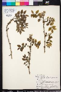 Zanthoxylum americanum image