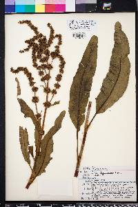 Rumex chrysocarpus image