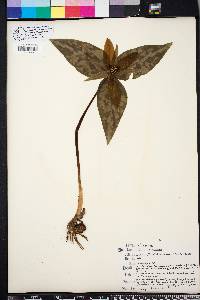 Trillium decipiens image