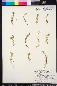 Micranthemum umbrosum image