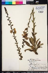 Verbascum virgatum image