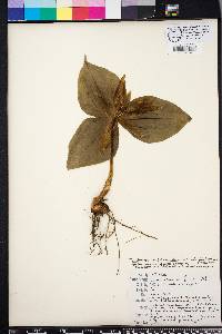 Trillium underwoodii image